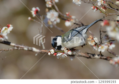 一隻美麗的黑白大山雀，一隻熟悉可愛的野鳥，在早春時節造訪一片盛開的梅花林 129399193