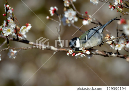 一隻美麗的黑白大山雀，一隻熟悉可愛的野鳥，在早春時節造訪一片盛開的梅花林 129399194