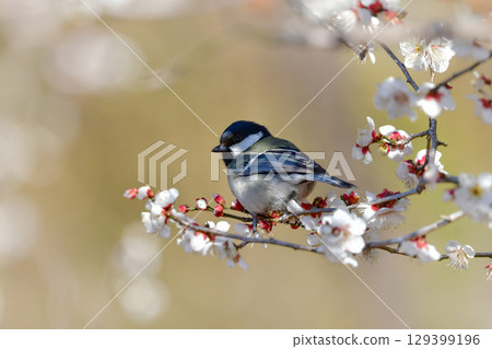 一隻美麗的黑白大山雀，一隻熟悉可愛的野鳥，在早春時節造訪一片盛開的梅花林 129399196