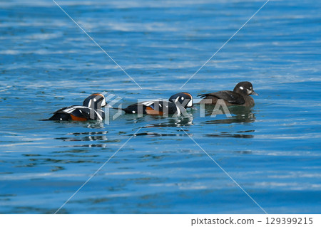The Harlequin Duck is a beautiful blue and white migratory bird that can be spotted along the coasts of Hokkaido and northern Japan in winter. 129399215