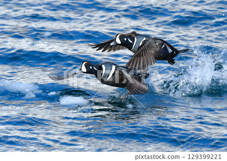 醜鴨是一種美麗的藍白色候鳥，冬季可以在北海道和日本北部的沿海地區看到。 129399221