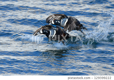 The Harlequin Duck is a beautiful blue and white migratory bird that can be spotted along the coasts of Hokkaido and northern Japan in winter. 129399222