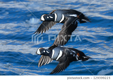 The Harlequin Duck is a beautiful blue and white migratory bird that can be spotted along the coasts of Hokkaido and northern Japan in winter. 129399223