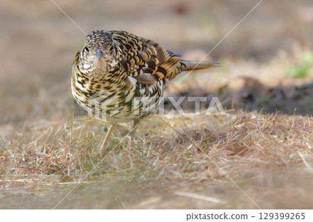 The common wild bird, the brown thrush, characterized by its yellow scales, can be found in parks in winter. The common wild bird, the brown thrush, characterized by its yellow scales, can be found in parks in winter. 129399265