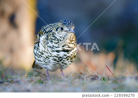 棕色畫眉是一種常見的野生鳥類，其特徵是黃色的鱗片，冬季可以在公園裡看到。 129399270