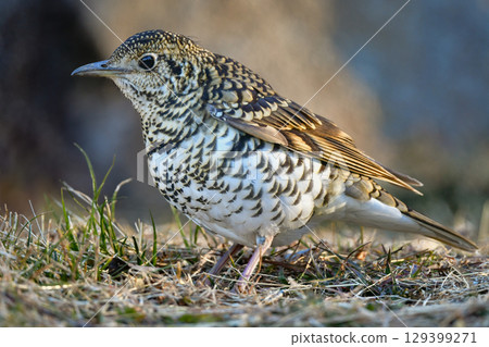 棕色畫眉是一種常見的野生鳥類，其特徵是黃色的鱗片，冬季可以在公園裡看到。 129399271