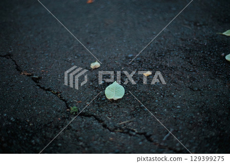 Wet asphalt and fallen leaves (small leaves) Wet asphalt and fallen leaves (small leaves) 129399275