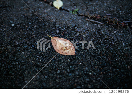 Wet asphalt and a single dead leaf Wet asphalt and a single dead leaf 129399276
