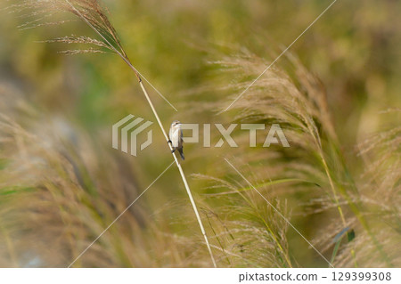 The black-faced migratory bird, the tiny and cute wild bird, can be seen in the grasslands and waterside areas of western Japan and Kyushu in winter. The black-faced migratory bird, the tiny and cute wild bird, can be seen in the grasslands and waterside areas of western Japan and Kyushu in winter. 129399308