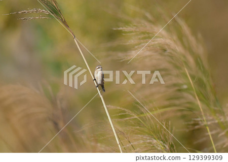 The black-faced migratory bird, the tiny and cute wild bird, can be seen in the grasslands and waterside areas of western Japan and Kyushu in winter. 129399309