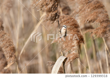 The black-faced migratory bird, the tiny and cute wild bird, can be seen in the grasslands and waterside areas of western Japan and Kyushu in winter. 129399318