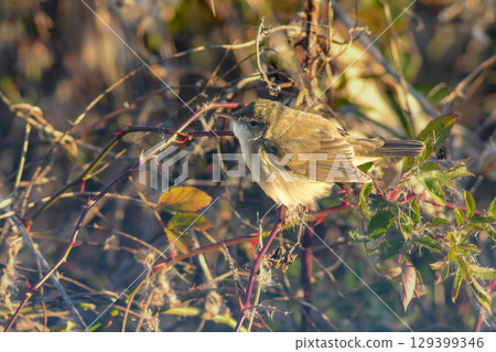 A rare migratory bird, the Siberian Reed Warbler, was recorded in Lake Inban. 129399346