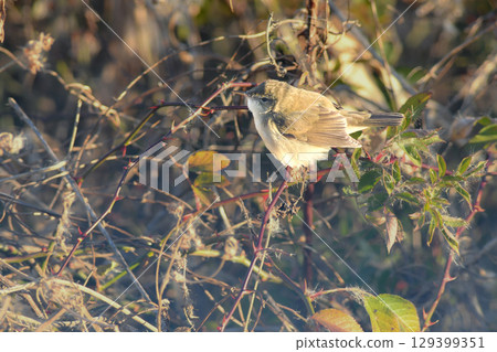 A rare migratory bird, the Siberian Reed Warbler, was recorded in Lake Inban. 129399351