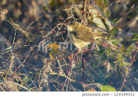 A rare migratory bird, the Siberian Reed Warbler, was recorded in Lake Inban. 129399352