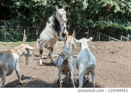 山羊之間用頭撞是一種溝通方式[牛科，摩羯座] 129399361