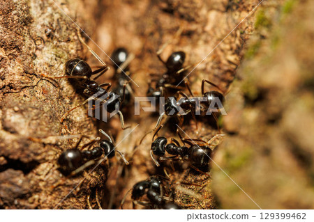 Countless ants gather around the sap 129399462
