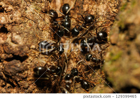 無數螞蟻聚集在樹液周圍 129399465