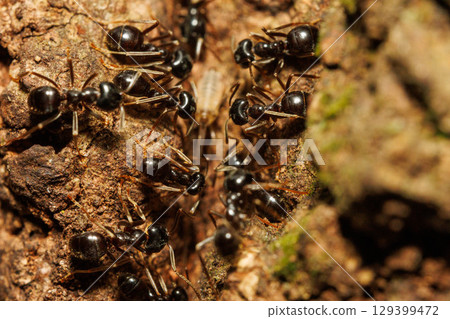 無數螞蟻聚集在樹液周圍 129399472