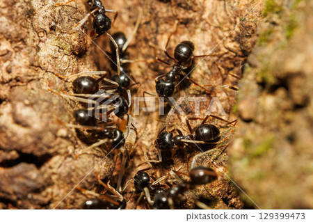 無數螞蟻聚集在樹液周圍 無數螞蟻聚集在樹液周圍 129399473