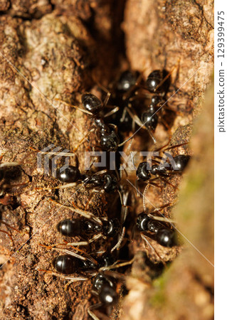 無數螞蟻聚集在樹液周圍 無數螞蟻聚集在樹液周圍 129399475
