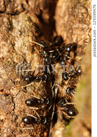 無數螞蟻聚集在樹液周圍 129399476