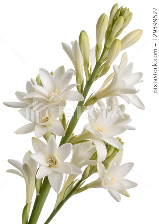 Elegant white tuberose flowers in full bloom, fragrant floral spray isolated on transparent background Elegant white tuberose flowers in full bloom, fragrant floral spray isolated on transparent background 129399522