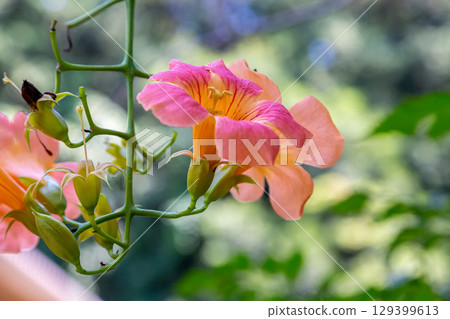 The beautiful orange-colored flower of the Trumpet Creeper is a climbing plant [Bignoniaceae] 129399613