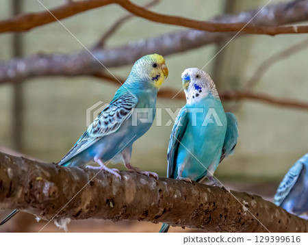 Cobalt Budgerigar (Family: Budgerigar) Cobalt Budgerigar (Family: Budgerigar) 129399616