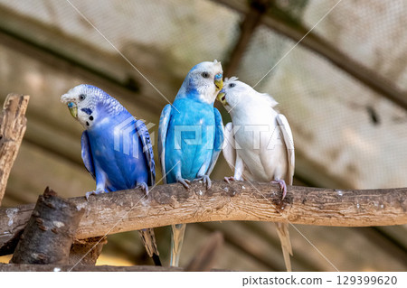 Cobalt Budgerigar (Family: Budgerigar) 129399620