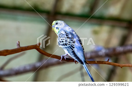 Cobalt Budgerigar (Family: Budgerigar) Cobalt Budgerigar (Family: Budgerigar) 129399621
