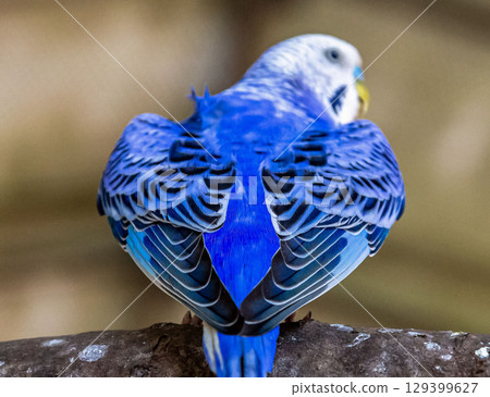 鈷藍色虎皮鸚鵡羽毛雕塑 [科別：鸚鵡，屬：虎皮鸚鵡] 129399627