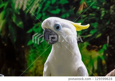 Kibatan [鸚鵡] 以黃色冠為特色 129399628