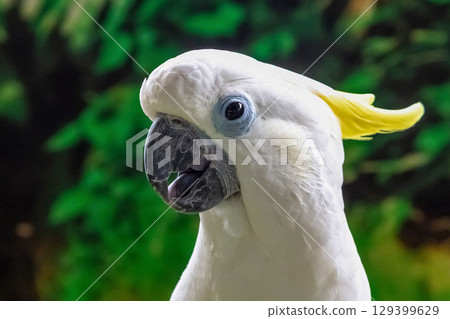 Kibatan [Parrot] featuring yellow crests 129399629