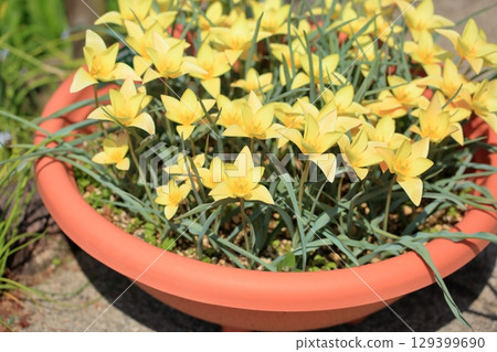 Tulip Flower Tinka 129399690