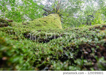 Yakushima Cedars in the Offshore Alps (February) - Cedars where gods truly reside 129399801