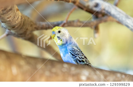 鈷虎皮鸚鵡 [虎皮鸚鵡屬，鸚鵡科] 129399829