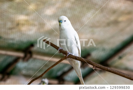 Pure white budgerigar [Family: Parrotlet, Genus: Budgerigar] 129399830