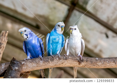 鈷虎皮鸚鵡 [虎皮鸚鵡屬，鸚鵡科] 129399833