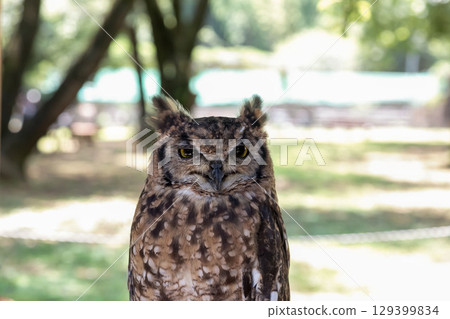 African Eagle Owl with bright yellow irises looking down 129399834