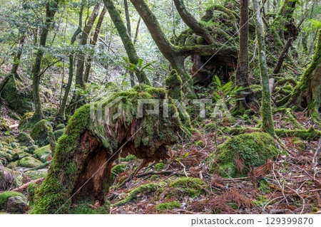 屋久島國立公園：日本最美的苔蘚森林（冬季） 129399870