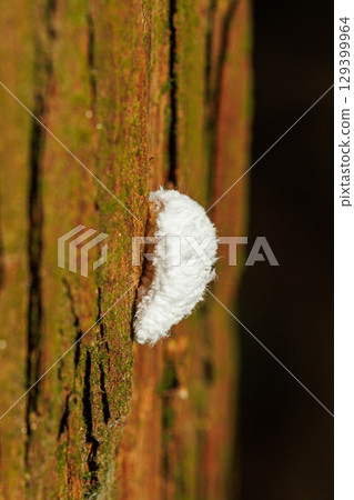 樹幹上罕見的蟬寄生蟲 樹幹上罕見的蟬寄生蟲 129399964