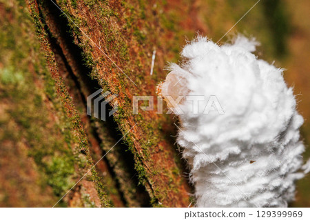 樹幹上罕見的蟬寄生蟲 129399969