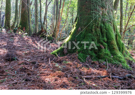 Yakushima National Park: Sunlight filtering through the trees and the forest where gods reside (Winter) 129399976