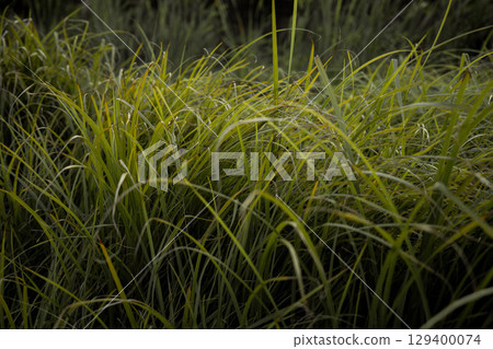 Abstract long green grass summer plant background 129400074
