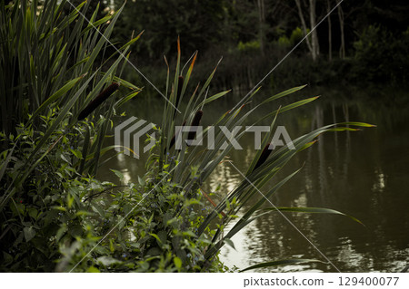 Reed grass. Cattail and reed plant bush at the lake. 129400077