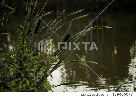 Reed grass. Cattail and reed plant bush at the lake. Reed grass. Cattail and reed plant bush at the lake. 129400078