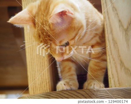 小貓低頭看著某樣東西 129400174