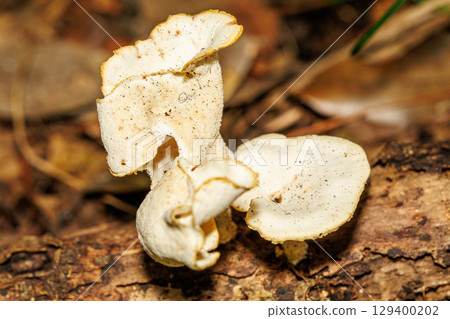 White mushrooms that grow in the shade 129400202