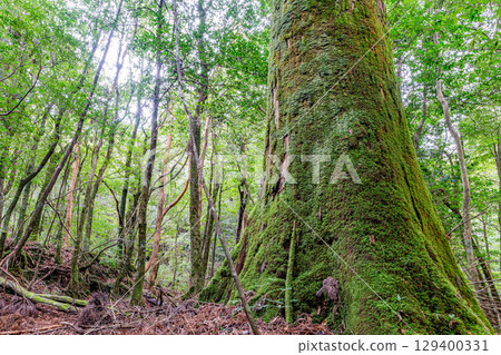 Yakushima Cedars in the Offshore Alps (January) - Beautiful moss shining through the cedar trees where gods reside 129400331