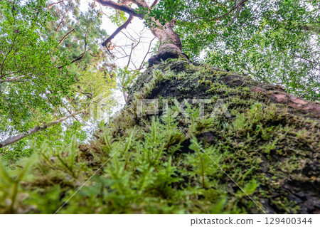 Yakushima Cedars in the Offshore Alps (January) - Beautiful moss shining through the cedar trees where gods reside 129400344